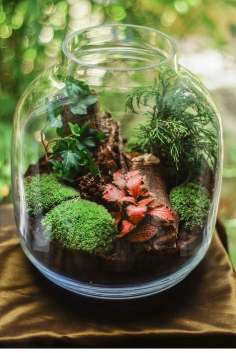 Discover 15 incredible ways to style apothecary jars in your kitchen 🌟! Get creative with seasonal decorations, unique organization, and charming accents. You'll fall in love with these ideas 💕! Follow for more stunning inspo 🚀. Best Terrarium Plants, Closed Terrarium Plants, Terrariums Diy, Large Terrarium, Open Terrariums, Terrarium Jar, Diy Succulent Terrarium, Small Terrarium, Beautiful Terrariums