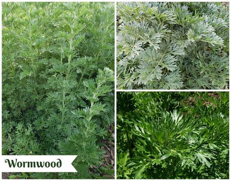 Herb Series: Wormwood - Annie's Place How To Use Wormwood, St Johns Wort Magical Properties, Most Common Herbs Used In Witchcraft, Worm Wood Herb Benefits, Maidenhair Spleenwort, Artemisia Absinthium, Herbal Steam, Proclamation To The World, Encyclopedia Of Magical Herbs