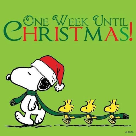 One week until Christmas Woodstock And Snoopy, Christmas Charlie Brown, Peanuts Quotes, A Charlie Brown Christmas, Christmas Snoopy, Charlie Brown And Friends, Woodstock Snoopy, Peanuts Charlie Brown Snoopy, Snoopy Dog