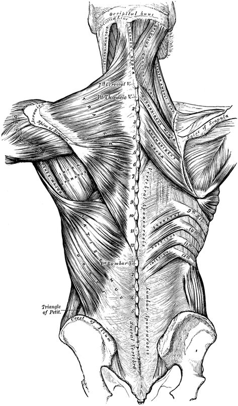 New favorite website -- Anatomical Print Clip Art Robert Liberace, Medical Drawings, Anatomy Illustration, Muscle Structure, Human Back, Human Body Anatomy, Human Anatomy Drawing, Human Figure Drawing, Human Anatomy And Physiology