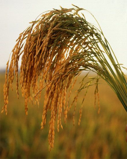 Image of African Rice. Oryza glaberrima, or African rice is believed to have been domesticated 3000+ years ago in the inland delta of the Upper Niger River in what is now Mali. Its wild ancestor, which still grows wild in Africa is Oryza barthii. This species is grown in West Africa. African rice often shows more tolerance to fluctuations in water depth, iron toxicity, infertile soils, severe climatic conditions, and human neglect, and exhibits better resistance to various pests and diseases, Songs Writing, American Rice, Oven Baked Rice, Growing Rice, Rice In The Oven, Arkansas History, Vietnamese Rice, Digital Workbook, Veggie Fries