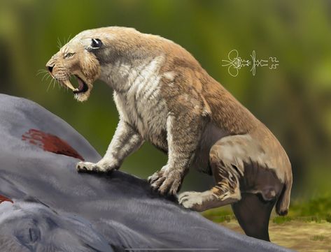 Extinct Mammals, American Lion, Prehistoric Mammals, Sabertooth Tiger, Canine Drawing, Prehistoric World, Ancient Animals, Extinct Animals, Dinosaur Art