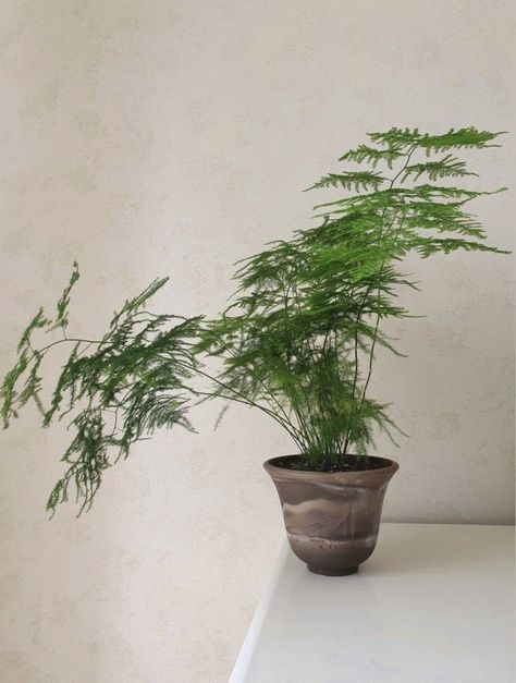 Japanese House Plants, Asparagus Fern Indoors, Japanese Plants Indoor, Japanese Indoor Plants, Song Of India Plant, Asian Plants, Asparagus Plant, Japanese Plants, Plant Goals