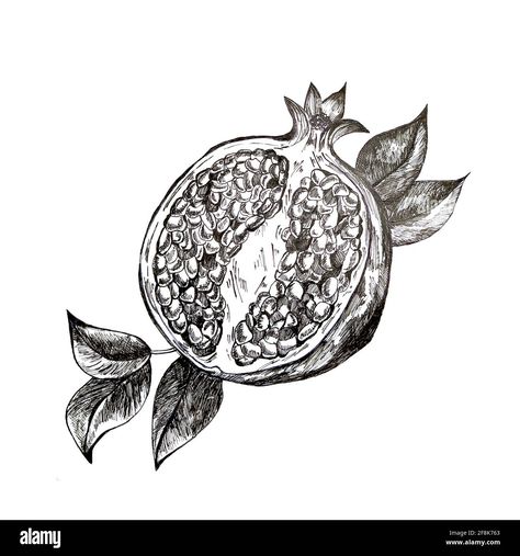 Drawing With Black Background, Pomegranate Sketch, Pomegranate Illustration, Pomegranate Drawing, Pomegranate Tattoo, Pomegranate Color, Pomegranate Pattern, Fruit Sketch, Pomegranate Art