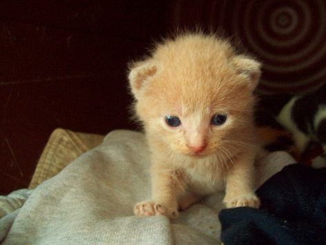 Cream Kitten, Yellow Kitten, Yellow Kittens, Newborn Kittens, Yellow Cream, Pale Yellow, Funny Animals, Kittens, Deviantart