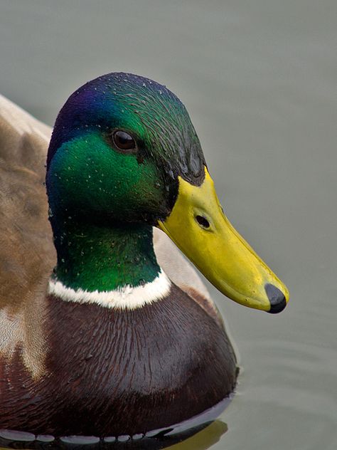 Facts About Ducks, Duck Paintings, Bird Shapes, Duck Mount, Canadian Animals, Aquatic Birds, Wild Duck, Duck Head, Amazing Birds