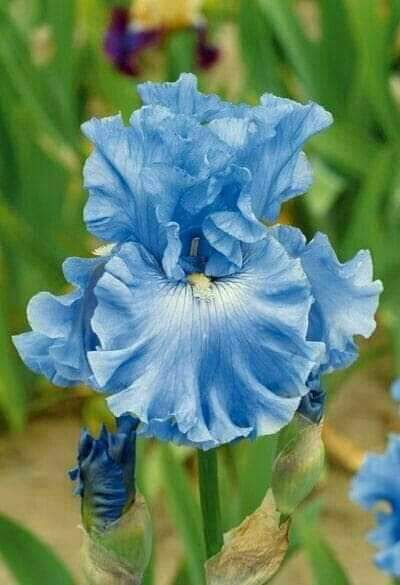 Gladioli, Blue Iris, Iris Garden, Blue Garden, Bearded Iris, Iris Flowers, Bulb Flowers, Irises, Exotic Flowers