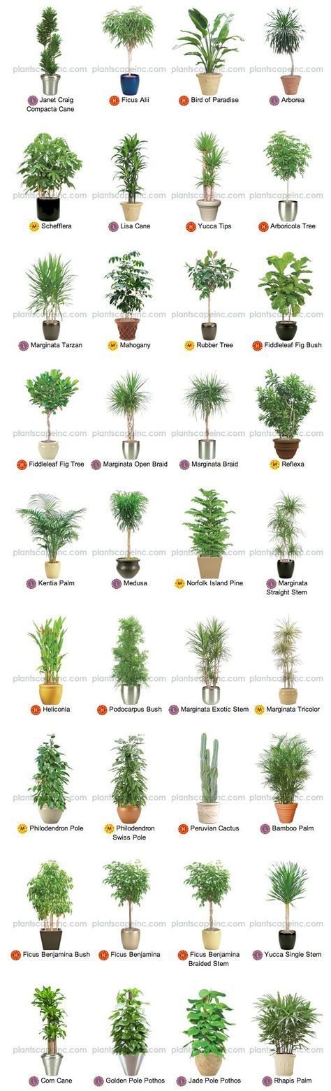 Indoor Tropical Plants, Plants In Pots, Trendy House, Large Indoor Plants, نباتات منزلية, Trendy Plants, Tree Lover, Inside Plants, Best Indoor Plants