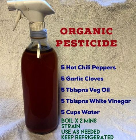 Keep this handy. Spray on insects or wipe plants & leaves, similar to the way your would dust furniture. Safe for the food & the soil #Organic #Pesticide Insect Spray, Organic Pesticide, Plants Leaves, Garden Pest Control, Strawberry Plants, Organic Gardening Tips, Garden Pests, Organic Vegetables, Veggie Garden