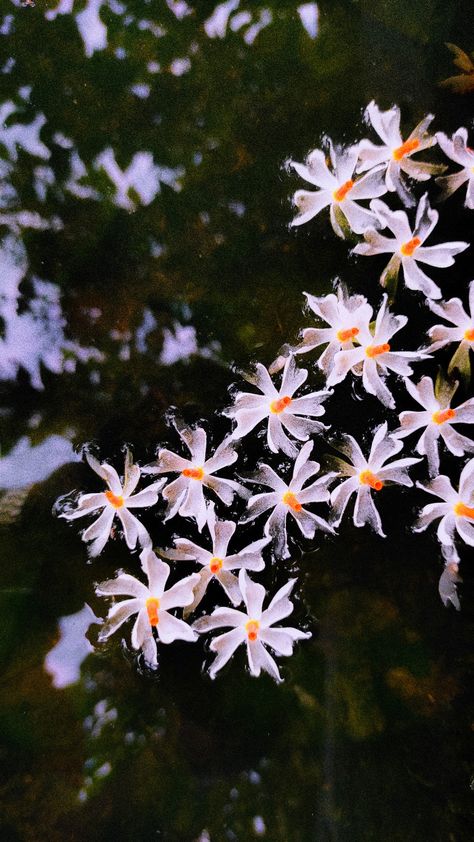 floating Night-Flowering Jasmine (Paarijaat) Night Jasmine Tattoo, Night Flowers Photography, Shiuli Flower Painting, Raat Rani Flower, Indian Aesthetic Flowers, Night Jasmine Flower Painting, Night Jasmine Flower Aesthetic, Shiuli Flower Aesthetic, Flowers Night Aesthetic