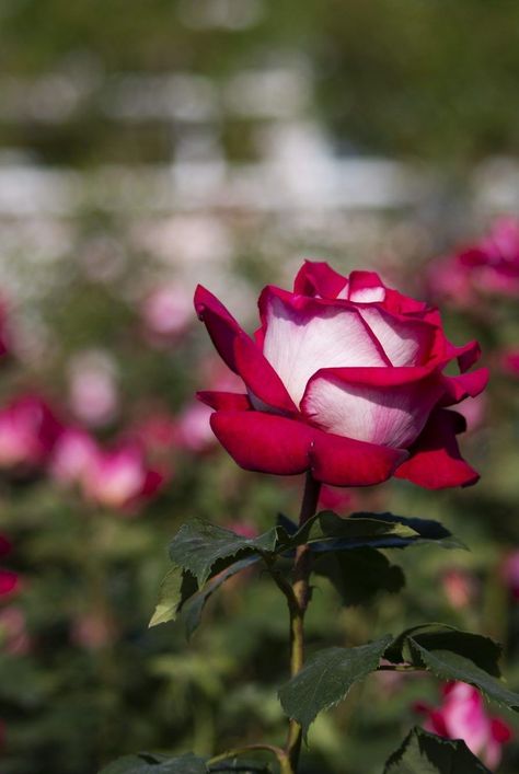 Experts share the best techniques for how to preserve a rose—including air-drying, pressing, and using gel. Plus, learn how much longer roses can last when they are preserved properly versus when they are cut fresh and placed in water. How To Preserve A Rose, Rose Vase, Glass Cloche, Preserved Roses, Spray Roses, How To Preserve Flowers, Neutral Tones, Earthy Tones, Different Shapes