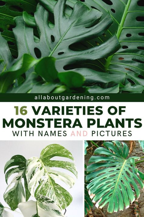 There are many different types of monstera, so choosing one variety can be a bit tricky! In this article, we look at our favorite monstera varieties, with names and picture identification for each! Come check it out! Types Of Monstera Plants, Monstera Varieties, Monstera Plant Care, Monstera Obliqua, Types Of Houseplants, Monstera Plants, Lucky Plant, Plant Zones, Cheese Plant