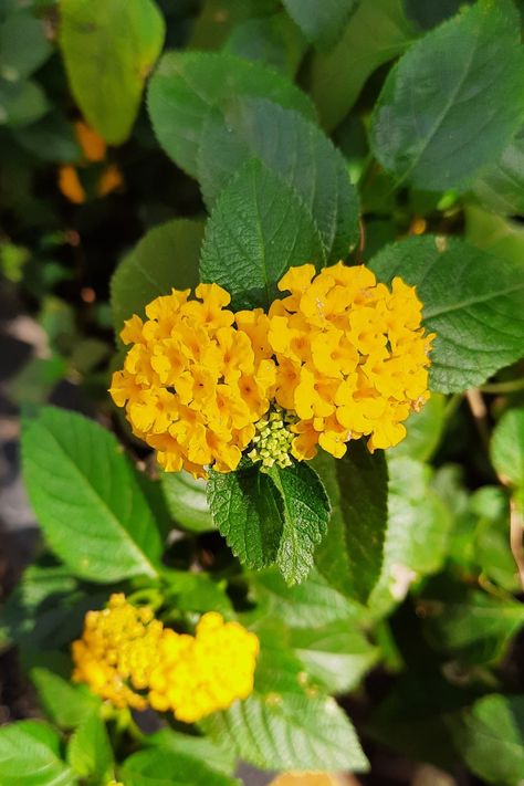 Yellow lantana flowers, lantana landscaping, lantana flowers in pots, lantana plant, bush, tattoo, lantana Camara flower, landscaping front yards, gardening activities, outdoor gardening Lantana Landscaping, Lantana Flowers In Pots, Lantana Garden, Bush Tattoo, Landscaping Front Yards, Yellow Lantana, Flower Landscaping, Lantana Flower, Lantana Plant