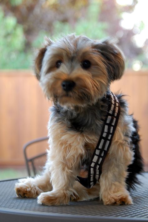 My dog Chewbacca.  A Wookie youngling. Chewbacca Dog, Silky Terrier, Important Things In Life, Living Things, Chewbacca, Cuteness Overload, My Dog, Yorkie, Make Me Smile