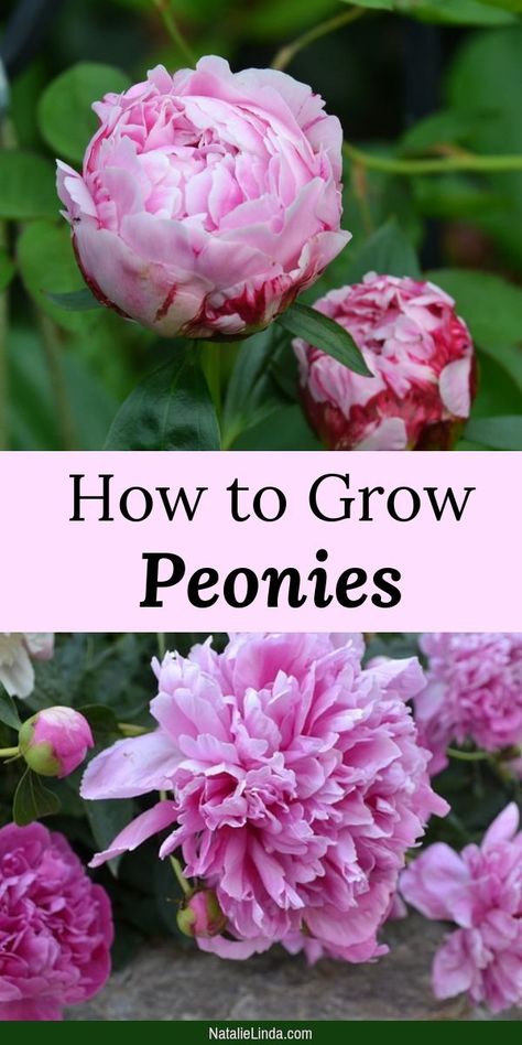 Peonies are gorgeous and fragrant perennial flowers that can also be low-maintenance Learn how to plant and take care of your peonies so you can enjoy them for years to come! How To Grow Peonies, Grow Peonies, Peony Care, Growing Peonies, Perennial Flowers, Peonies Garden, Have Inspiration, Healthy Garden, Beautiful Flowers Garden