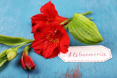 Flower Tidbit: The Alstroemeria’s hidden meaning Alstroemeria Arrangement, Alstroemeria Meaning, Alstroemeria Bouquet, Alstroemeria Flower, Alstroemeria Purple, Peruvian Lilies, Popular Flowers, Flower Meanings, Elegant Centerpieces