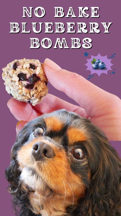 Dog Treat Molds, Blueberry Dog Treats Recipes, No Bake Treats For Dogs, Blueberry Dog Treats Homemade Easy, Dog Treats With Blueberries, Blueberry Dog Treats Homemade, No Bake Dog Treats Homemade, Blueberry Dog Treat Recipe, Blueberry Dog Treats