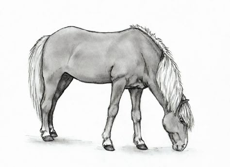 Icelandic horse 2 by Adniv on DeviantArt Icelandic Horse Drawing, Dinosaur Sketch, Horse Art Drawing, Fire Icons, Pencil Drawings Of Animals, Icelandic Horse, Horse Drawing, Horse Drawings, Horse Pictures