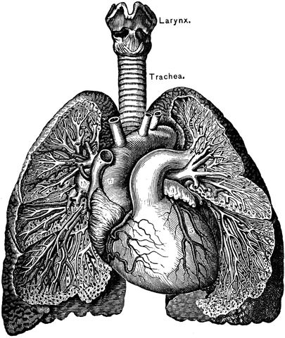 How to Protect the Lungs : ways to heal and regenerate Lungs Drawing, Anatomical Lungs, Medical Drawings, Heart Lungs, Steampunk House, Biology Art, Human Anatomy Art, Heart And Lungs, Human Heart