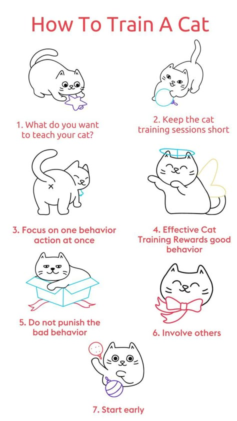 How To Train A Cat Train A Cat, Happy And Content, Cat Nutrition, Cat Training Pads, Jesus Statue, Cat Language, Cat Health Care, Cat Ball, Cat Hacks