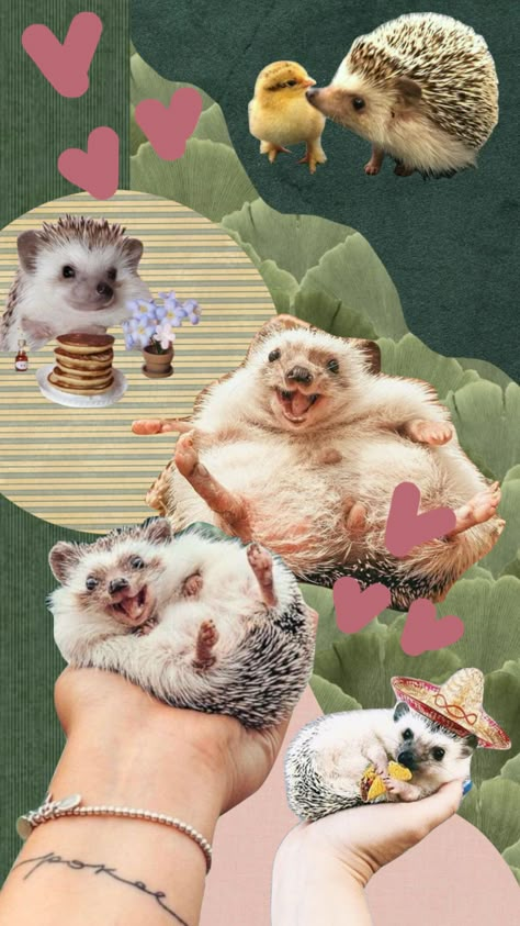 #hedgehog Hedgehog Wallpaper Aesthetic, Hedgehog Aesthetic, Hedgehog Wallpaper, A Hedgehog, Foggy Forest, Cute Hedgehog, Forest Wallpaper, Rodents, Paper Background