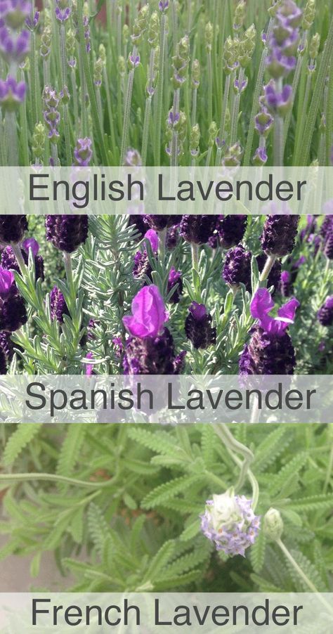 Lavender Plant Care, Spanish Lavender, Daily Harvest, Growing Lavender, Lavender Garden, English Lavender, Lavender Plant, Lavender Farm, Beautiful Flowers Garden