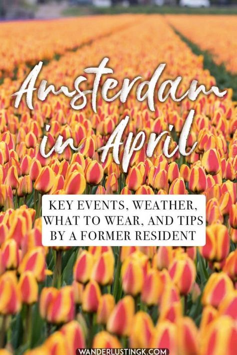 Tips for visiting Amsterdam in April, the best time of the year to visit Amsterdam. Includes advice for key events in Amsterdam (King's Day) and what to wear in Amsterdam in April. #travel #amsterdam #holland #Netherlands Amsterdam In April, What To Wear In Amsterdam, April Travel, Amsterdam Vacation, Amsterdam Tulips, April Weather, Amsterdam Holland, Visit Amsterdam, Holland Netherlands