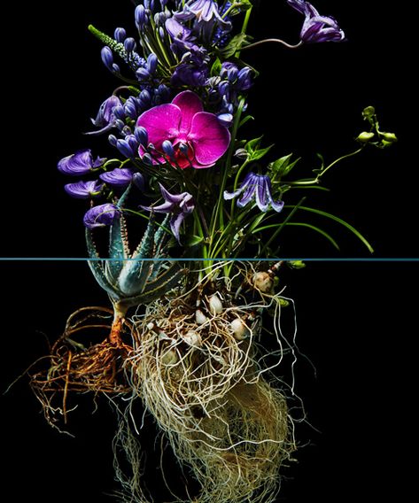 Azuma Makoto, Inspiration For Design, Vanitas Paintings, Composition Photo, Flower Artists, Night Flowers, Japanese Flowers, Real Plants, Flower Images