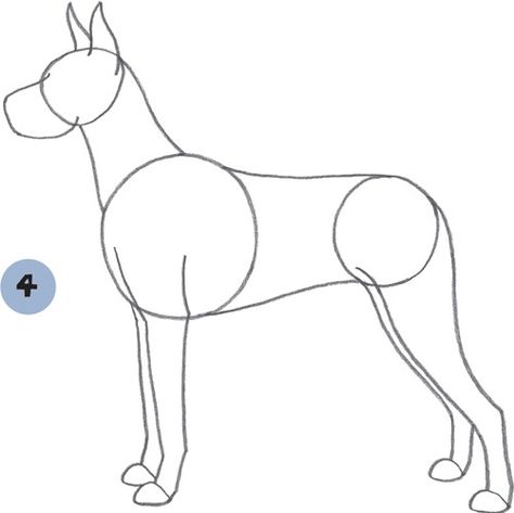 Great Dane - Dogs & Puppies [Book] Great Dane Drawing, Sketch Body, Body Draw, Great Dane Dogs, Gentle Giant, Dogs Puppies, Great Dane, Dogs And Puppies, Circles