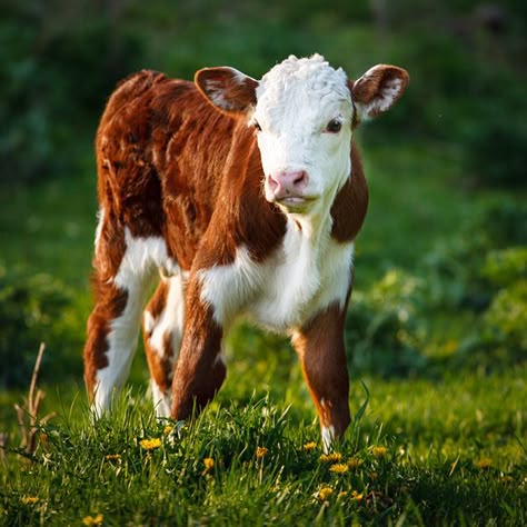 September 4, 2014 - Calf Sweetness - Hereford Bull Calf  2014©Barbara O'Brien Photography Hereford Bull, Hereford Cows, Hereford Cattle, I Love Cows, Baby Farm Animals, Fluffy Cows, Cow Pictures, Farm Cow