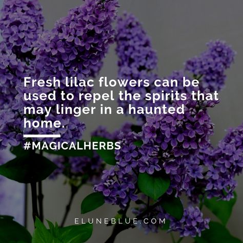 The Paschal Bloom: Lilac Magical Properties and Uses -- Magical Herbs Flower Magical Properties, Lilac Spiritual Meaning, Lilac Recipes, Epoxy Table Ideas, Blue Lotus Flower Magical Properties, Lilac Magical Properties, Lilac Medicinal Uses, Calla Lily Magical Properties, Summer Blooming Flowers