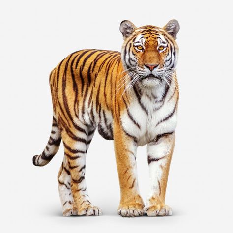 Tiger Png Hd, Printable Animal Pictures, Tiger Aesthetic, Wallpaper Tiger, Animal Pictures For Kids, Tiger Png, Wild Animals Vector, Tiger Images, Tattoo Animal