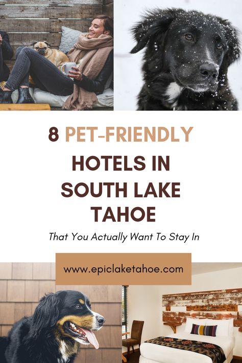 Dog Travel Essentials, Lake Tahoe Hotels, Dog Travel Carrier, Lake Tahoe Winter, Road Trip With Dog, Dog Travel Crate, Resort Cabins, Dog Travel Accessories, Dog Travel Bag