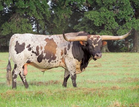 Best Farm Animals, Farms Animals, Miniature Cattle, Longhorn Bull, Small Farms, Longhorn Cattle, Longhorn Cow, Long Horn, Selective Breeding