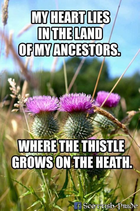 Scotland Study Abroad, Family History Quotes, Scottish Quotes, Scotland History, Scottish Ancestry, Great Scot, Scotland Forever, Scottish Culture, Scotland Highlands