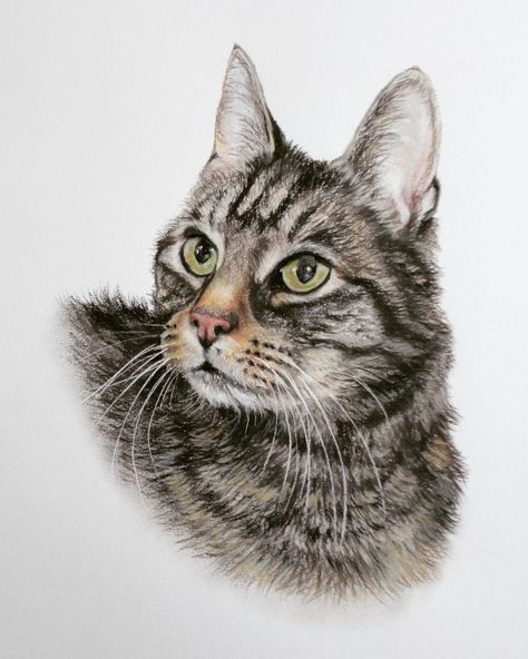 Dieren portret getekend met pastelkrijt kat, poes, portret opdracht. Een portret van jouw kat vast laten tekenen? Aan de hand van een foto maak ik een mooie tekening van uw kat, hond of ander huisdier. Cats Art Drawing, Domestic Cat, Cat Painting, Cool Artwork, Cat Art, Animal Drawings, Animals And Pets, Painting & Drawing, Feline