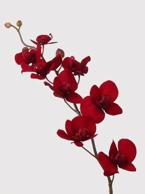 Red Orchids Flower, Red Orchid Tattoo, Red Flowers Png, Red Flowers Aesthetic, Orchid Wallpaper, Wedding Background Wallpaper, Red Orchid, Red Orchids, Flowers Photography Wallpaper