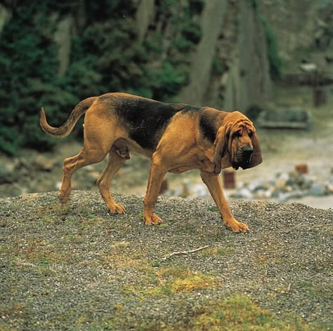 Bloodhound Puppies, Bloodhound Dogs, Dog Wallpaper, Dog Id, Dog Images, Search And Rescue, Hound Dog, Canine Companions, Basset Hound