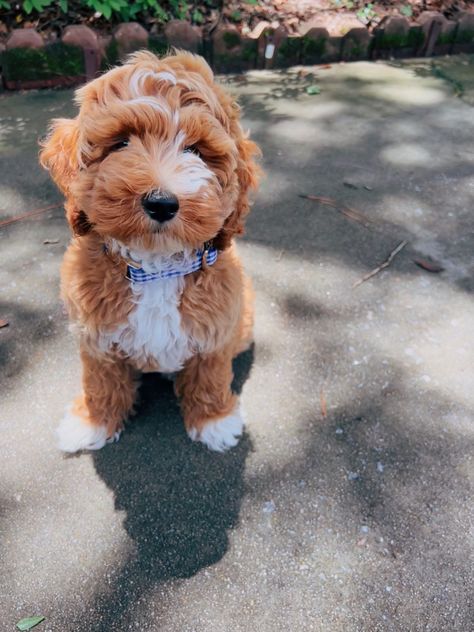 Red And White Goldendoodle, Goldendoodle Red, Micro Goldendoodle, White Goldendoodle, Red Goldendoodle, White Doodle, Puppy And Kitten, Dream Pet, Doodle Puppy