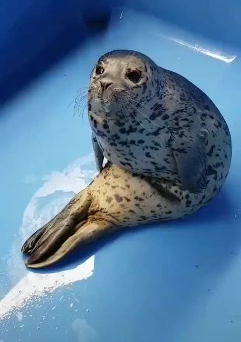 Funny Seals, Eye Bleach, Cute Seals, Seal Pup, Baby Seal, A Seal, Silly Animals, Sea Lion, Long Day