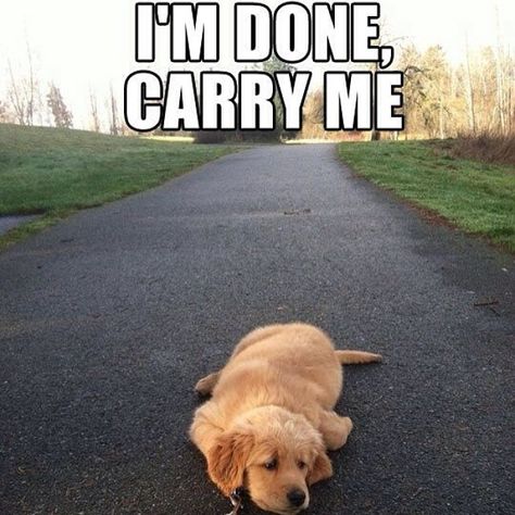 The feeling at the end of a long day. #pawnation #animals #memes #animalmeme Golden Retriever Mix, Love My Dog, Dog Funny, Funny Dog Pictures, 웃긴 사진, Golden Retriever Puppy, Puppy Eyes, Memes Humor, Retriever Puppy