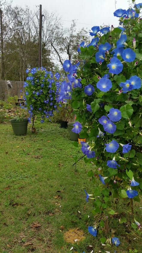 Heavenly blue. This seemed like a good idea. This is growing on iron bars/ trellises made for hanging baskets. Was going to hang two baskets on each of orange million bells and plant yellow roses in the large pots. the morning glories grew too vigorous. Morning Glory Flowers In Hanging Basket, Morning Glories In Pots, Morning Glories In Hanging Baskets, Morning Glory Hanging Basket, Morning Glory Flowers, Front Yard Garden Design, Garden Vines, Cottage Garden Design, Patio Plants