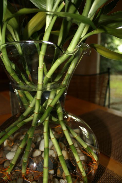 I used tall lucky bamboo/river rocks/glass vase - make with or without roots showing. simple centerpiece or for anywhere. Fishbowl Centerpiece, Giant Bamboo, Bamboo Stalks, Lucky Bamboo, River Stones, Simple Centerpieces, Evergreen Plants, Napkin Folding, Minimal Decor