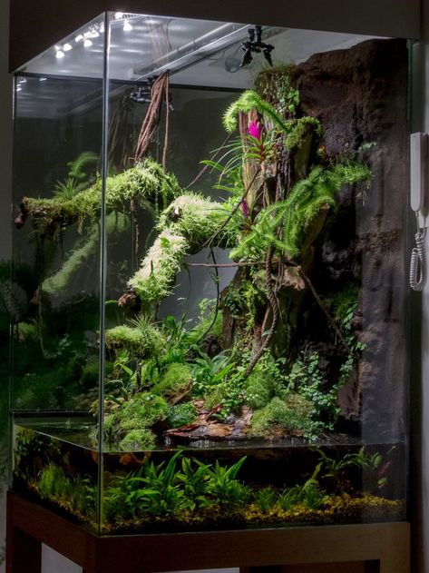 Brazilian Forrest in your living-room Frog Terrarium, Living Room Display, Reptile House, Aquascape Design, Aquarium Led, Aquarium Terrarium, Reptile Tank, Nature Aquarium, Reptile Terrarium