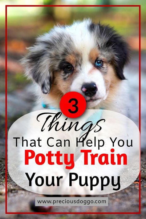 How To Potty Train A Puppy Go Outside, Training A Puppy Potty, Puppy House Training, House Breaking A Puppy Potty Training, How To House Train A Puppy, Potty Training Puppies, Potty Training A Puppy, Best Way To Potty Train A Puppy, How To House Train A Puppy Fast