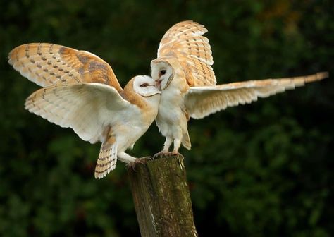 #Owls #We Two #barnowls Barn Owls, Unchained Melody, Owl Photos, Owl Pictures, Beautiful Owl, Owl Art, Barn Owl, Cute Owl, Birds Of Prey