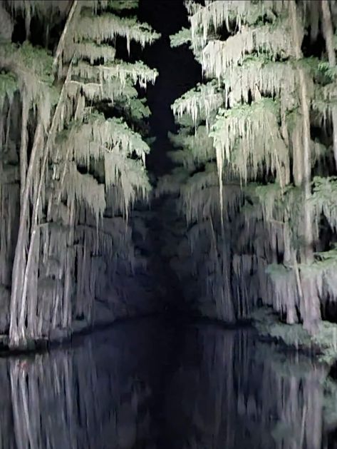 Scary Swamp Aesthetic, Louisiana Aesthetic Wallpaper, Swamp Room Aesthetic, Lousiana Gothic, Louisiana Gothic, Bayou Wallpaper, Coastal Gothic, Creepy Swamp, Swamp Core