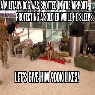 LIKE Military Dogs, Military Heroes, Working Dogs, Service Dogs, Mans Best Friend, Rottweiler, Puppy Love, Animals And Pets, Funny Dogs