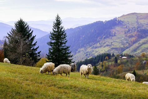 Sheep Landscape Photography, Reference Scenery Photos, Reference Landscape Photos, Simple Landscape Reference Photo, Painting Reference Photos Landscape, Landscape Photography Horizontal, Landscape Reference Photos, Patio Landscape Design, Landscape References