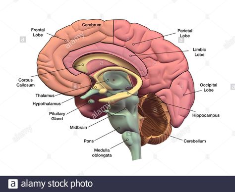 Sagital section of the human brain with regions and labels. Stock Photo Brain With Labels, Brain Project, Brain Diagram, Anatomy Organs, Brain Models, About Brain, Brain Anatomy, The Truman Show, The Human Brain